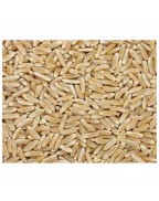Grains Kamut Berries (1 Pack)Bulk Grains, 100% Organic Kamut Berries, 25 Lbs