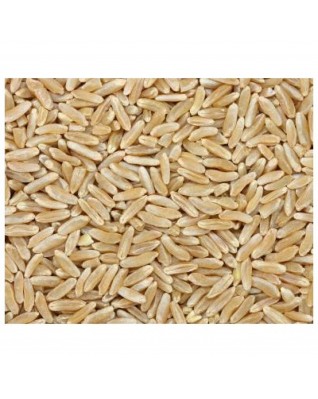 Grains Kamut Berries (1 Pack)Bulk Grains, 100% Organic Kamut Berries, 25 Lbs Grains Kamut Berries (1 Pack)Bulk Grains, 100% Organic Kamut Berries, 25 Lbs